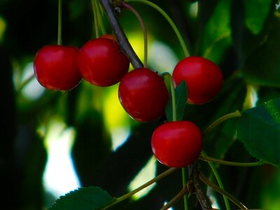 Red green nature
