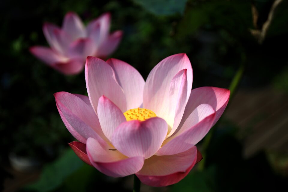 Flower powder petal