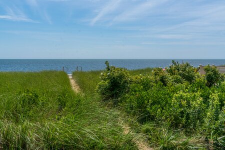Beach grass path photo