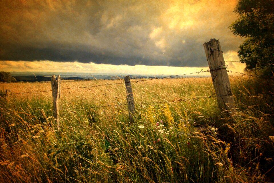 Wheat landscape agriculture