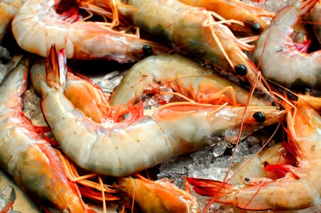 Seafood crustacean