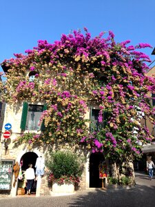 Sirmione flowers house photo