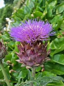 Cardi purple mauve photo