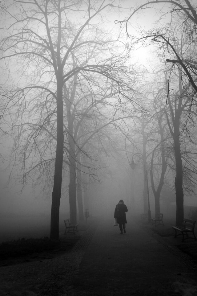 Dark tree way