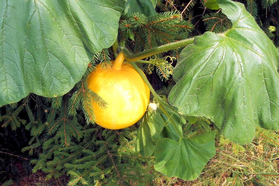 Garden healthy food