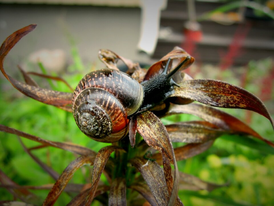 Snail garden animal