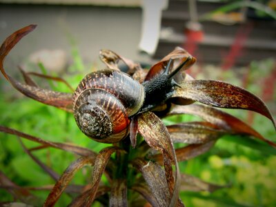 Snail garden animal