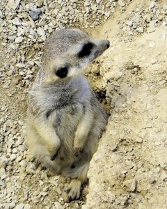 Rodent animal nature photo