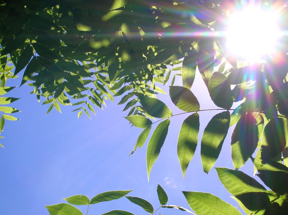 Sunlight sunbeams