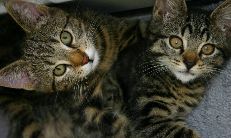 Cats two pets