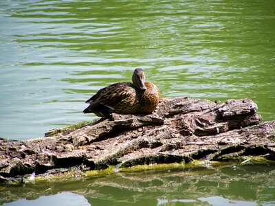 Wild ducks waterfowl nature photo