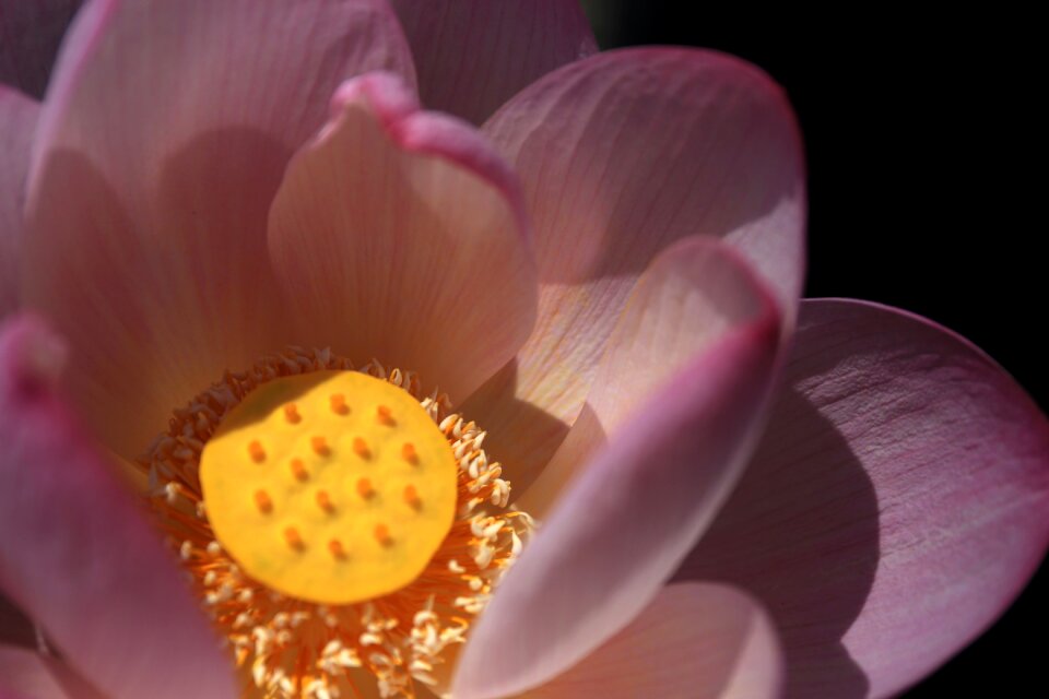 Pond flower powder