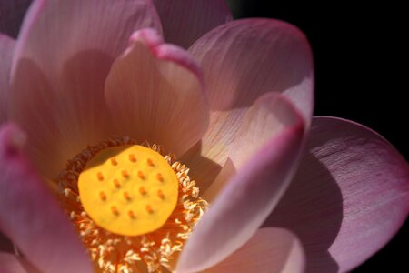 Pond flower powder