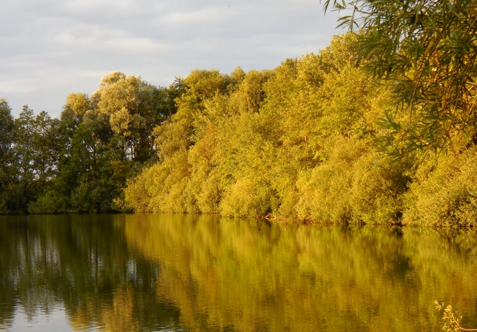 Nature reserve green wet meadow