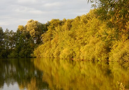 Nature reserve green wet meadow