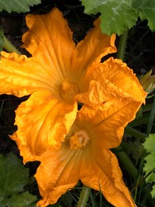 Zucchini flower spring courgette