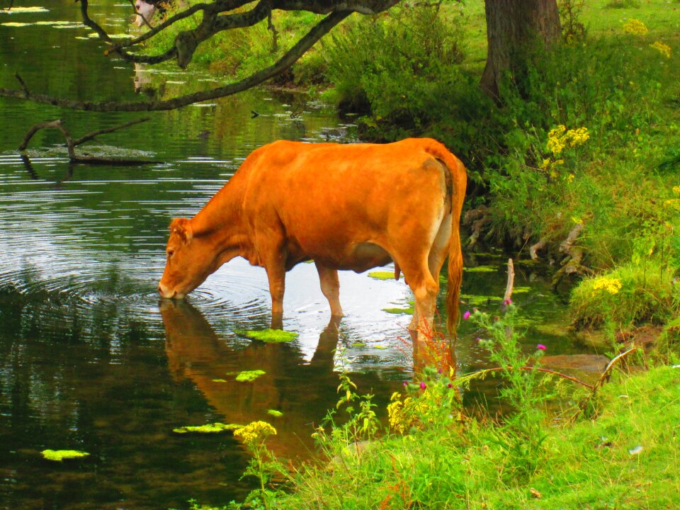 Cattle animal rural
