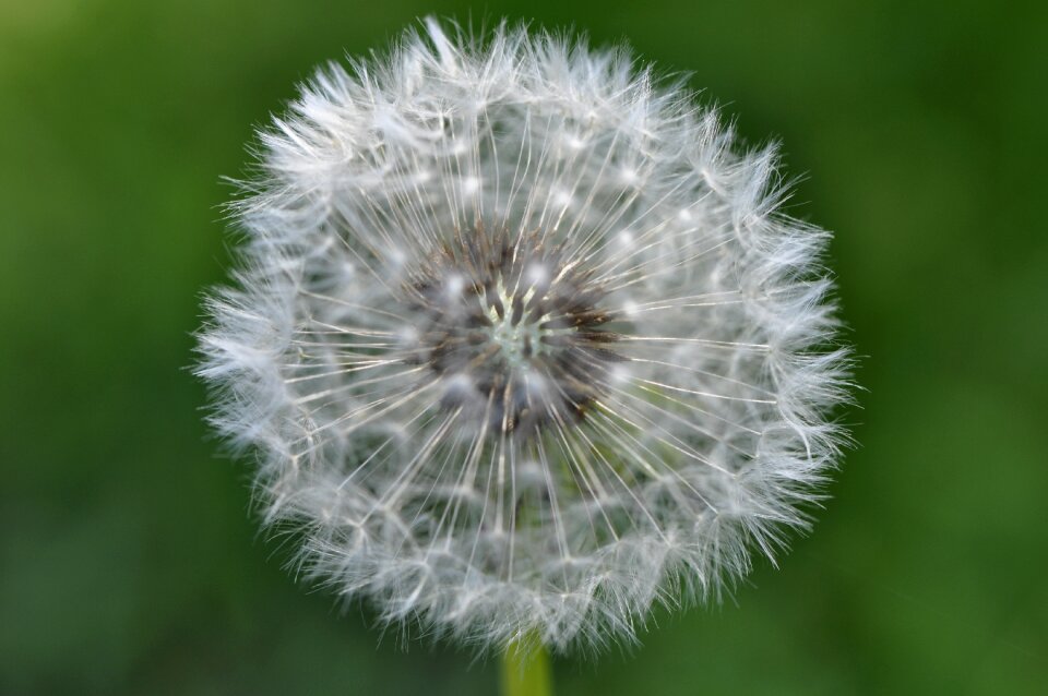 Summer flower close up