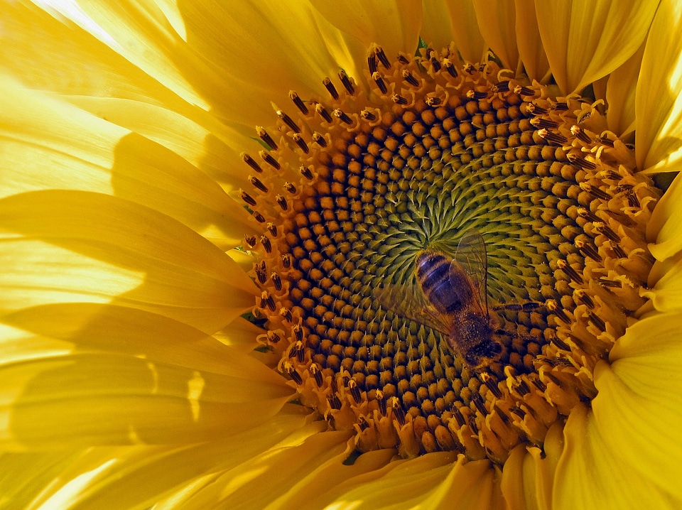 Bee yellow plenty of natural light