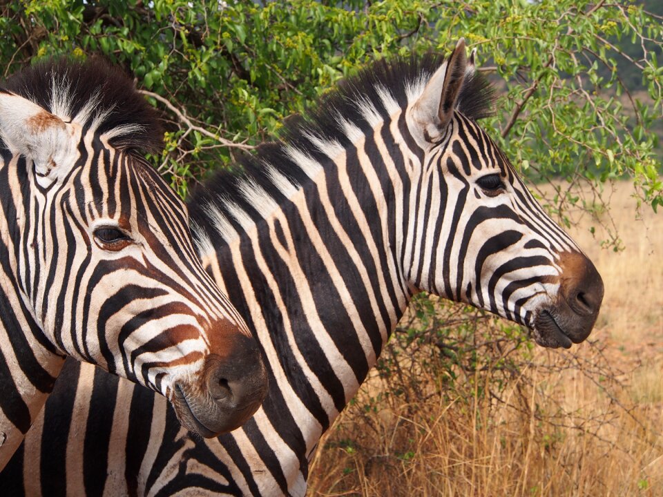 Gauteng africa safari