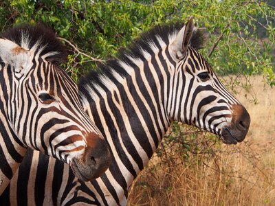 Gauteng africa safari