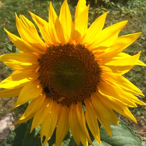 Sunflower flower orange
