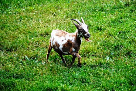 Pasture animal pet photo