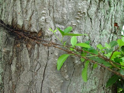 Tree trunk injury