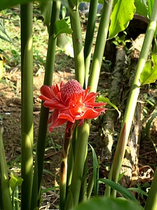 Red plant green