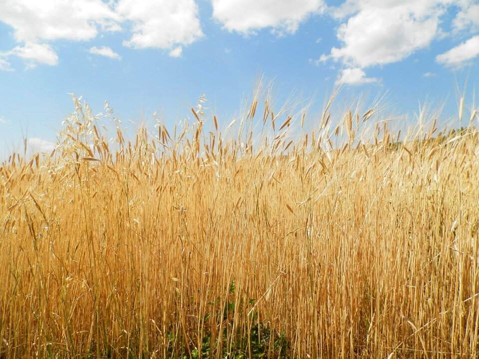 Cloud yellow wheat