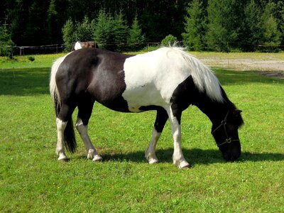 Horse animal black and white