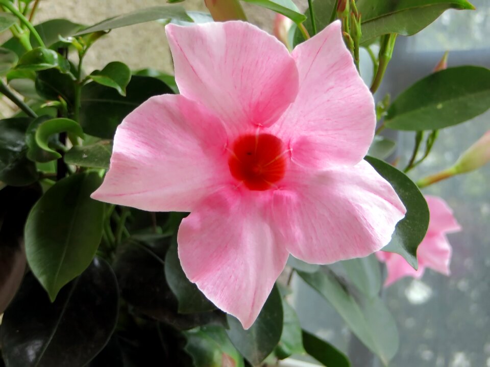 Corolla pink flowers flowering