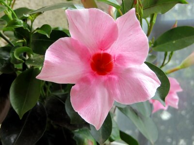 Corolla pink flowers flowering