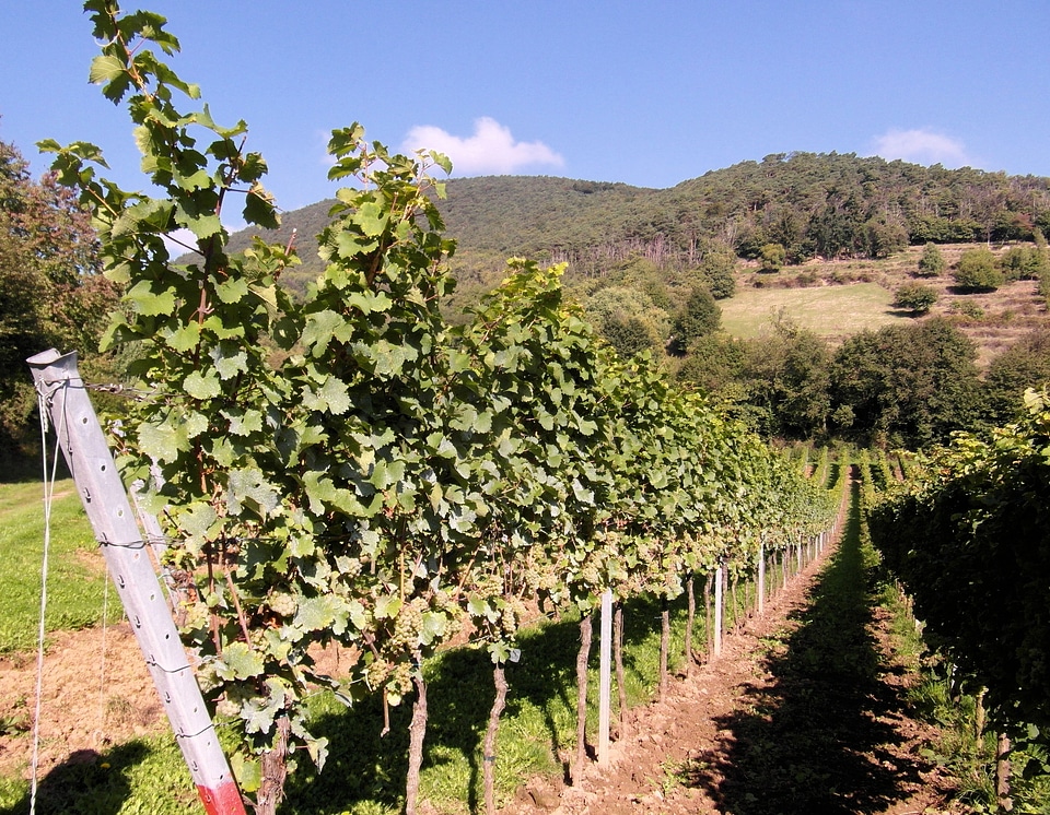Vintage vineyards palatinate