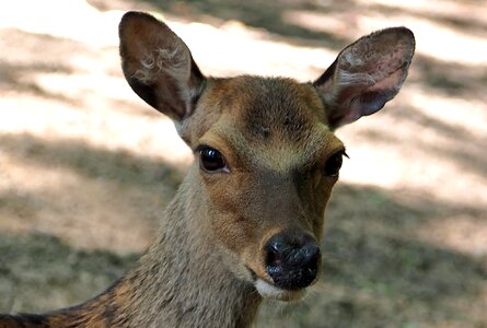 Portrait mammal animal photo