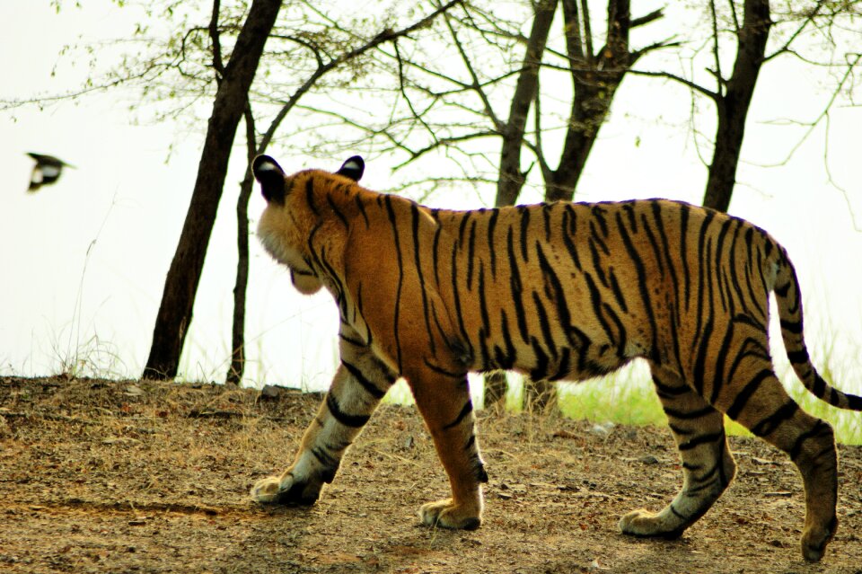 Nature wild feline