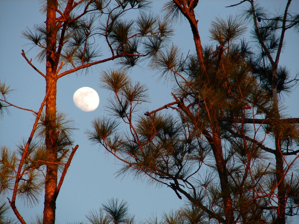 Pine trees blue sky moonlight