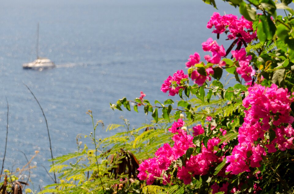 Garden funchal madeira