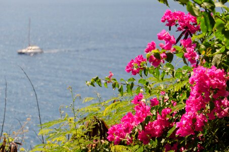 Garden funchal madeira photo