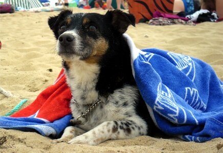 Humor beach summer