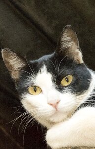 Cat feline look black and white