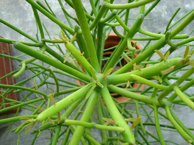 Botanical stick simple