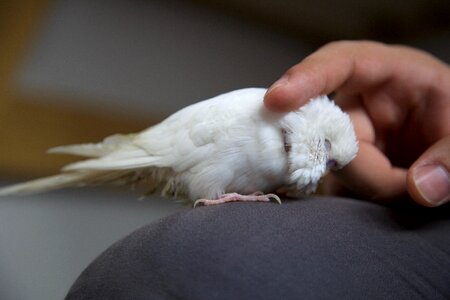Bird white budgie