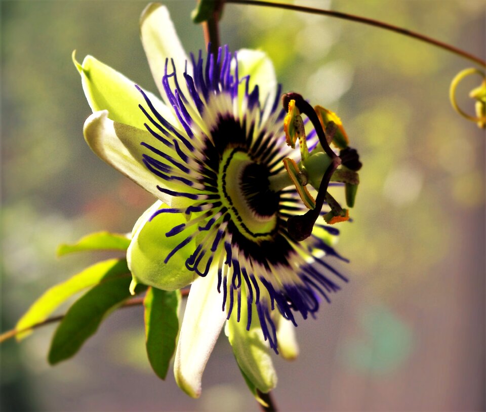 Garden purple blue