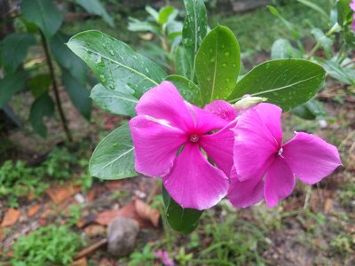 Lilac spring flowers