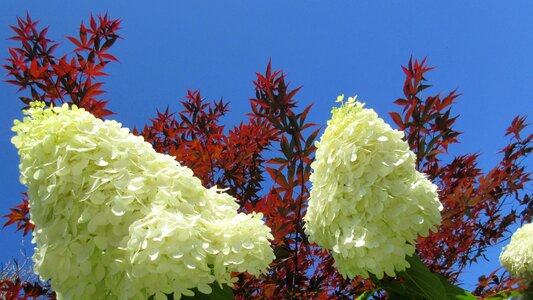Blue sky nature