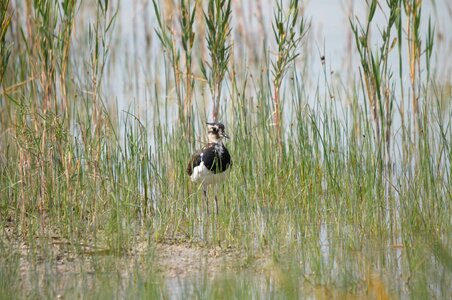 Reed bird water photo