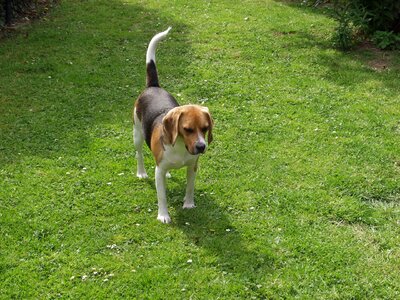 Beagle pet dog photo