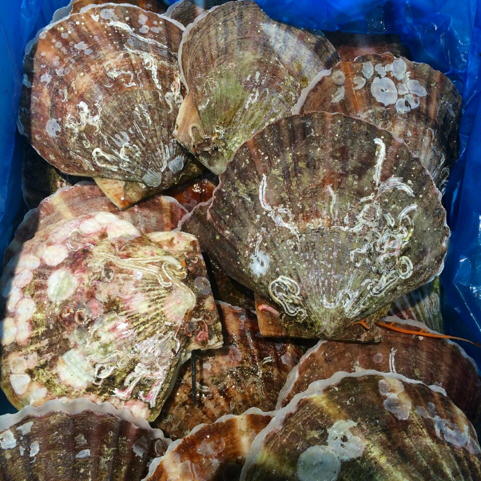 Living supermarket fresh fish