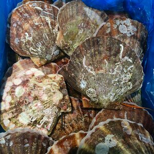 Living supermarket fresh fish